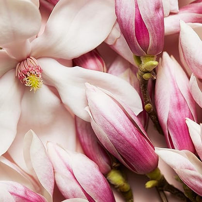 Escada Celebrate Now Eau De Parfum Spray 80ml